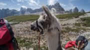 Lama uprostřed Dolomit jako nosič věcí
